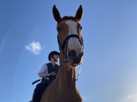 Charly Jumper equitation marrakech cheval Marrakech