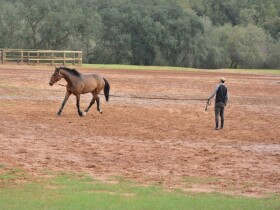 Club équestre Dar Essalam Club équestre Dar Essalam Rabat