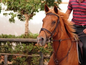 Club Equestrian Ould Jmel Club Equestrian Ould Jmel Casablanca