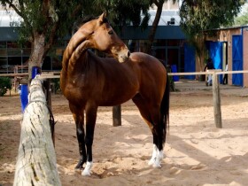 Royal Club Equestre Anfa Royal Club Equestre Anfa Casablanca